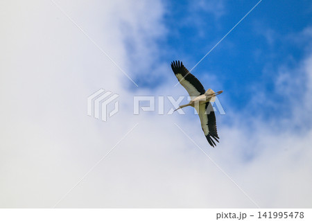 White stork soars against blue sky with scattered clouds. Wings spread wide, showing black-tipped feathers. Bird glides effortlessly, body angled upward 141995478