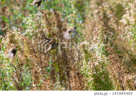 Birds fly above tall, dry grasses and wildflowers. Brown birds in motion, blurred by fast movement. Natural habitat with soft, golden light. Wild grasses sway gently in background breeze 141995483