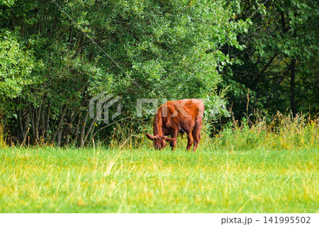 Brown cow grazes in green meadow. Trees form backdrop behind pasture. Grass sways gently in natural breeze. Animal appears calm and unhurried. Sunlight filters through leafy canopy 141995502