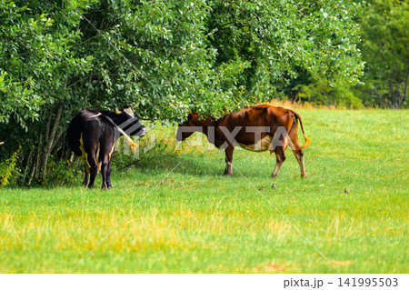 Two cows graze in a green pasture. One cow is dark, the other is brown. They stand under leafy trees. Grass stretches across the field. Sunlight illuminates the scene. Cows appear calm and relaxed Two cows graze in a green pasture. One cow is dark, the other is brown. They stand under leafy trees. Grass stretches across the field. Sunlight illuminates the scene. Cows appear calm and relaxed 141995503
