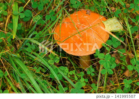 Bright orange mushroom grows in grassy field. Green clover surrounds the cap. Stem is short, sturdy, and earthy. Mushroom stands out vividly against foliage. Natural forest floor setting 141995507