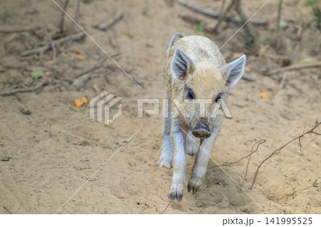Young piglet walks on sandy ground. Ears perked, eyes curious, nose slightly muddy. Scattered twigs and dry leaves nearby. Natural daylight, soft focus background 141995525
