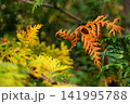 紅葉したラクウショウ 141995788