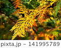 紅葉したラクウショウ 141995789