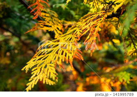 紅葉したラクウショウ 紅葉したラクウショウ 141995789