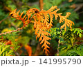 紅葉したラクウショウ 141995790