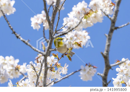 満開の桜に顔を寄せて夢中で蜜を吸うメジロ（野鳥・メジロ・吸蜜・桜・サクラ・春・5月・自然） 141995800