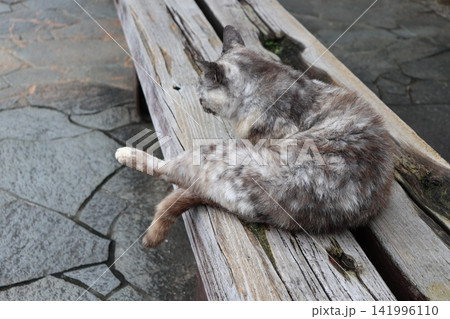 休憩所で丁寧に毛づくろいする猫 141996110