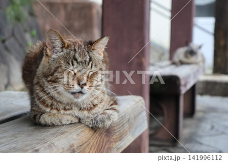 ご飯の時間までお昼寝する猫 141996112