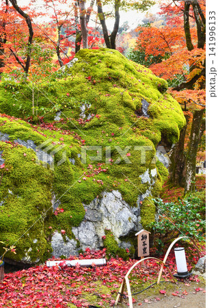 京都　宝厳院　獅子吼の庭　獅子岩と秋の美しい紅葉（京都府京都市右京区） 141996133