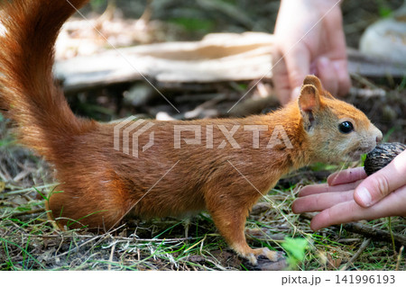 a red squirrel in a clearing takes a nut from a hand. a red squirrel in a clearing takes a nut from a hand. 141996193