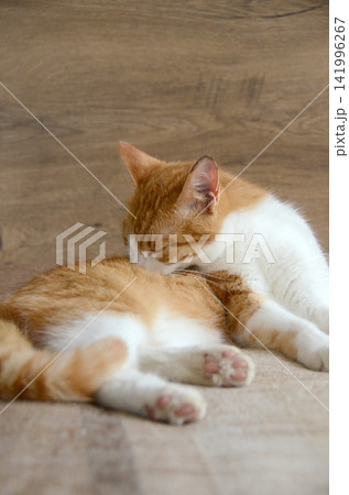 Felis silvestris forma catus, Domestic-cat, red-white, lying Felis silvestris forma catus, Domestic-cat, red-white, lying 141996267