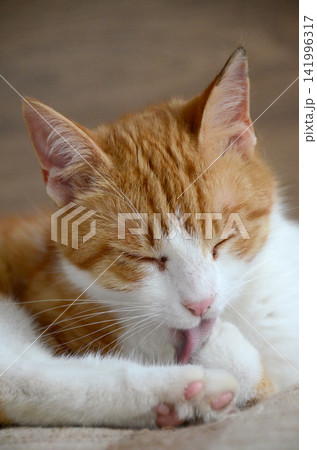 Felis silvestris forma catus, Domestic-cat, red-white, lying Felis silvestris forma catus, Domestic-cat, red-white, lying 141996317