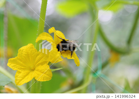 Bumblebee pollinates yellow cucumber flower in the garden, natural pollination, biodiversity, sustainable agriculture, organic gardening and healthy ecosystem. Bumblebee pollinates yellow cucumber flower in the garden, natural pollination, biodiversity, sustainable agriculture, organic gardening and healthy ecosystem. 141996324