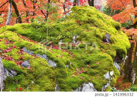 京都　宝厳院　獅子吼の庭　獅子岩と秋の美しい紅葉（京都府京都市右京区） 141996332