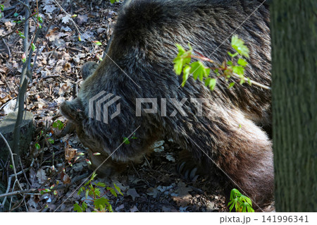 Wild Brown Bear Foraging in Forested Habitat for Nature and Wildlife Conservation Wild Brown Bear Foraging in Forested Habitat for Nature and Wildlife Conservation 141996341