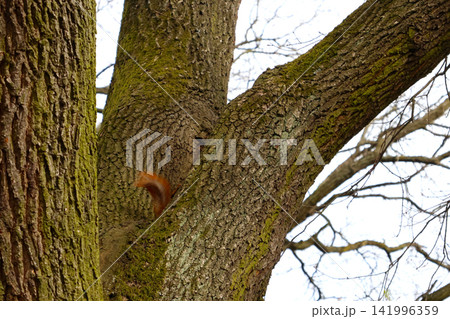 Curious Squirrel Peeking from Behind a Mossy Tree Trunk in Forest Setting 141996359