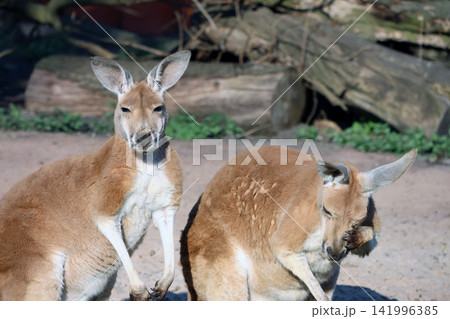 Two kangaroos standing on sandy ground with green grass and logs in the background under bright sunlight in a natural habitat setting Two kangaroos standing on sandy ground with green grass and logs in the background under bright sunlight in a natural habitat setting 141996385