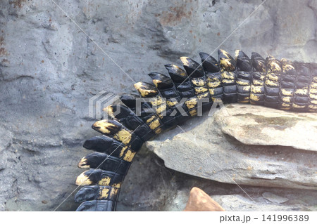 Close-up view of a crocodile's textured tail with black and yellow scales resting on rocky surface in a natural habitat setting Close-up view of a crocodile's textured tail with black and yellow scales resting on rocky surface in a natural habitat setting 141996389