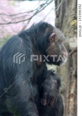 Chimpanzee sitting in profile against a blurred background of trees and blossoms, showcasing its distinctive features and fur texture in a natural habitat Chimpanzee sitting in profile against a blurred background of trees and blossoms, showcasing its distinctive features and fur texture in a natural habitat 141996392