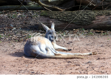 Kangaroo resting on sandy ground with logs and vegetation in the background, showcasing its distinctive features and natural habitat in Australia Kangaroo resting on sandy ground with logs and vegetation in the background, showcasing its distinctive features and natural habitat in Australia 141996393