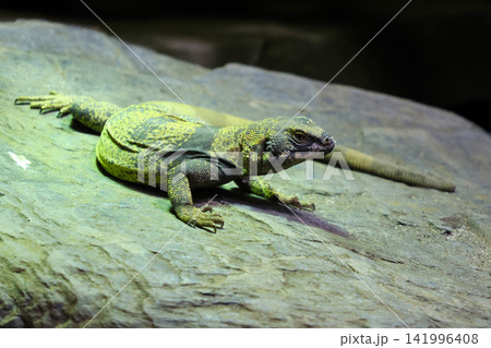 Green and gray lizard resting on a large rock surface with textured details and natural lighting in a close-up view, showcasing its scales and posture 141996408