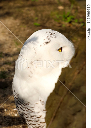 Snowy owl with distinctive white feathers and dark markings, showcasing its profile against a blurred natural background with greenery and soft lighting Snowy owl with distinctive white feathers and dark markings, showcasing its profile against a blurred natural background with greenery and soft lighting 141996410