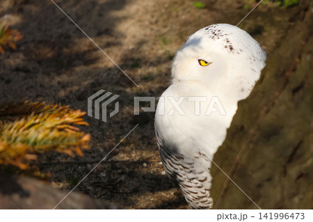 Solitary Snowy Owl Peering from Behind Tree in Sunlit Forest Solitary Snowy Owl Peering from Behind Tree in Sunlit Forest 141996473