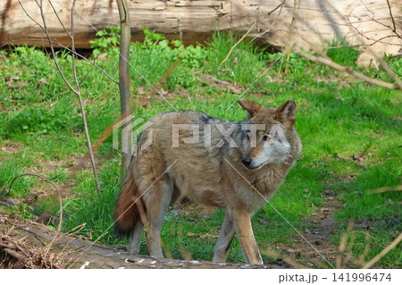 Wild Coyote in Natural Woodland Habitat - Wildlife Photography for Nature Enthusiasts Wild Coyote in Natural Woodland Habitat - Wildlife Photography for Nature Enthusiasts 141996474