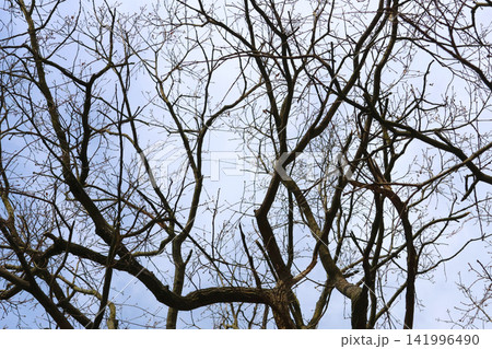 Winter Branches Silhouette Against a Clear Blue Sky - Nature's Intricate Patterns 141996490