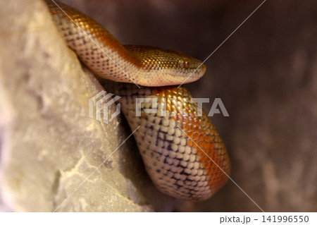 Close-Up of a Coiled Rosy Boa Resting on a Rock in its Natural Habitat Close-Up of a Coiled Rosy Boa Resting on a Rock in its Natural Habitat 141996550