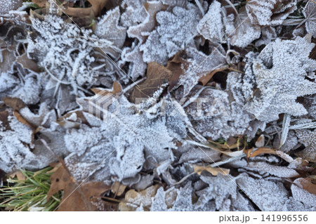 Frost-Covered Autumn Leaves in Early Winter Morning Frost-Covered Autumn Leaves in Early Winter Morning 141996556