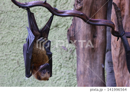 Wildlife Scene: Bat Hanging Upside Down on Tree Branch Against Textured Background 141996564