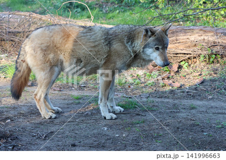 Wild Wolf in Natural Habitat: Majestic and Solitary in Woodland Environment 141996663