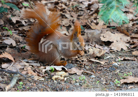 Red squirrel foraging on the forest floor among fallen leaves and twigs, with green foliage visible in the background Red squirrel foraging on the forest floor among fallen leaves and twigs, with green foliage visible in the background 141996811