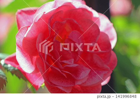 Vibrant Pink Rose Close-Up in Sunlit Garden for Botanical Prints and Floral Art 141996848