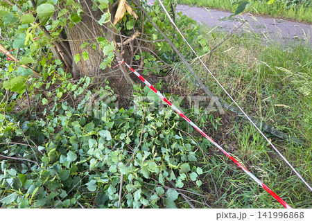 Tree Maintenance with Red Safety Tape and Fallen Branches in Natural Park Setting Tree Maintenance with Red Safety Tape and Fallen Branches in Natural Park Setting 141996868