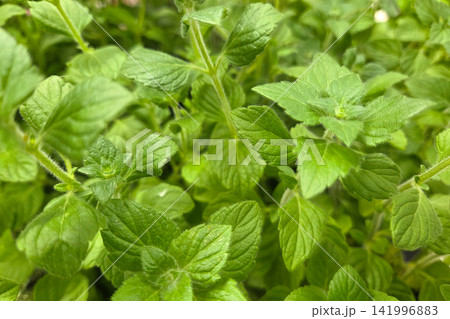 Fresh Green Mint Leaves for Culinary and Herbal Uses 141996883