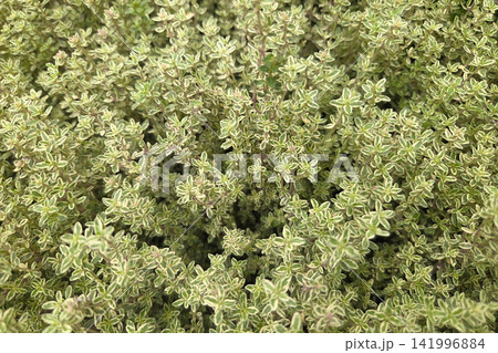 Close-Up of Fresh Green Thyme Herb Garden for Culinary and Aromatic Uses 141996884