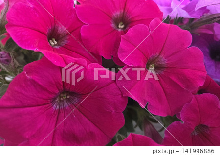 Vibrant Magenta Petunias in Full Bloom for Garden Design and Floral Art Inspiration Vibrant Magenta Petunias in Full Bloom for Garden Design and Floral Art Inspiration 141996886