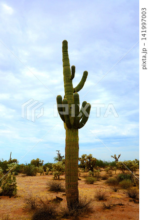 Old Saguaro Cactus Sonora desert Arizona Old Saguaro Cactus Sonora desert Arizona 141997003