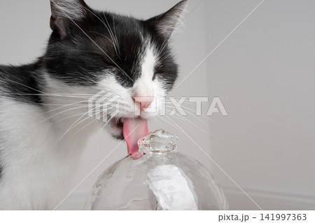 cat drinking water from pet fountain 141997363
