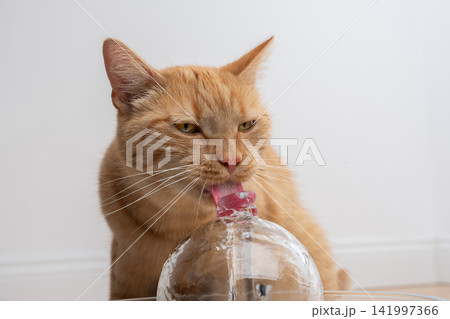 cat drinking water from pet fountain cat drinking water from pet fountain 141997366