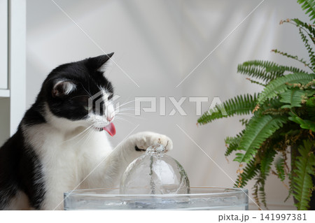 cat drinking water from pet fountain 141997381