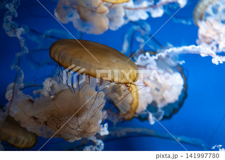 A group of golden sea nettle jellyfish swim gracefully in deep blue ocean water, creating a tranquil atmosphere that captures the true beauty of marine life and the underwater world A group of golden sea nettle jellyfish swim gracefully in deep blue ocean water, creating a tranquil atmosphere that captures the true beauty of marine life and the underwater world 141997780