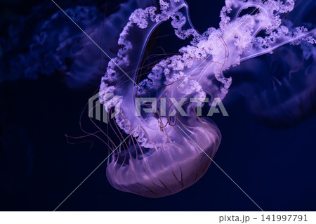 A graceful purple jellyfish swims through dark deep ocean waters, creating a tranquil atmosphere with bioluminescent glowing tentacles in a serene and mysterious marine display A graceful purple jellyfish swims through dark deep ocean waters, creating a tranquil atmosphere with bioluminescent glowing tentacles in a serene and mysterious marine display 141997791