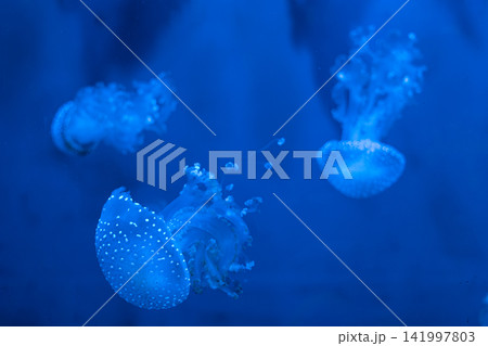 Three glowing blue jellyfish swim through dark water, displaying elegant tentacles and translucent bodies within a serene aquatic environment that evokes deep tranquility and calm 141997803