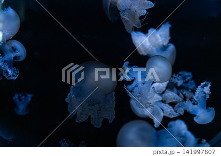 A group of glowing blue jellyfish floats through the dark ocean, capturing the serene natural mystery and ethereal aquatic beauty found within deep underwater marine ecosystems A group of glowing blue jellyfish floats through the dark ocean, capturing the serene natural mystery and ethereal aquatic beauty found within deep underwater marine ecosystems 141997807