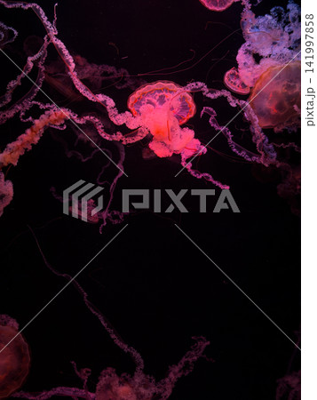 A group of vibrant pink jellyfish swim gracefully in deep black water, creating a mesmerizing underwater scene that captures the mystical essence and tranquil beauty of marine life 141997858