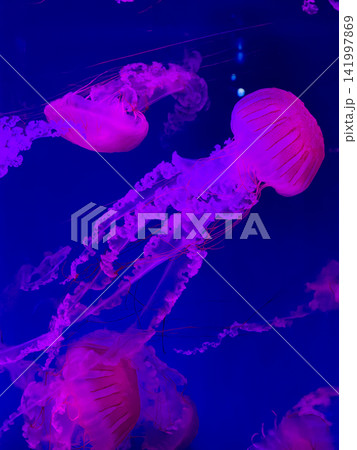 A group of bioluminescent purple jellyfish float gracefully within deep blue ocean water, creating a mesmerizing underwater scene that symbolizes tranquil movement and marine nature A group of bioluminescent purple jellyfish float gracefully within deep blue ocean water, creating a mesmerizing underwater scene that symbolizes tranquil movement and marine nature 141997869
